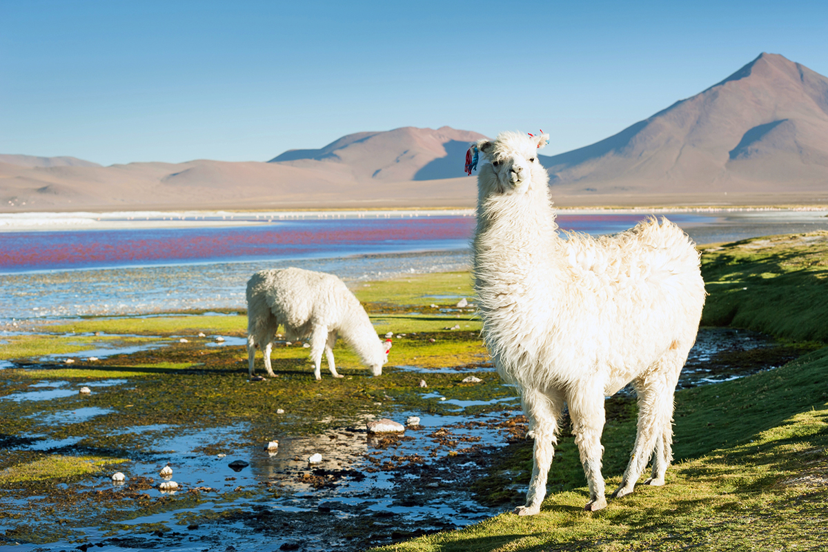 Apaka in Peru